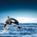 حوت ومعلومات كاملة عن حياة الحوت صور ميكس 20