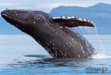 حوت ومعلومات كاملة عن حياة الحوت صور ميكس 24