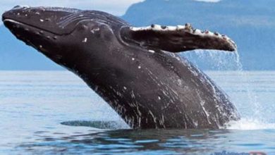 حوت ومعلومات كاملة عن حياة الحوت صور ميكس 24