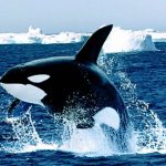 حوت ومعلومات كاملة عن حياة الحوت صور ميكس 3