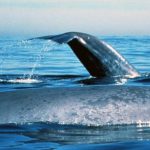 حوت ومعلومات كاملة عن حياة الحوت صور ميكس 34