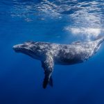 حوت ومعلومات كاملة عن حياة الحوت صور ميكس 38