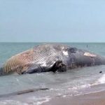 حوت ومعلومات كاملة عن حياة الحوت صور ميكس 40