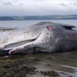 حوت ومعلومات كاملة عن حياة الحوت صور ميكس 43