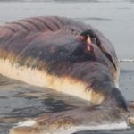 حوت ومعلومات كاملة عن حياة الحوت صور ميكس 44