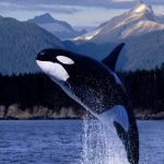 حوت ومعلومات كاملة عن حياة الحوت صور ميكس 7