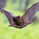 خفاش تعرف على حياة الخفاش وأنوعها صور ميكس 17
