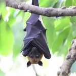 خفاش تعرف على حياة الخفاش وأنوعها صور ميكس 2
