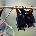 خفاش تعرف على حياة الخفاش وأنوعها صور ميكس 25