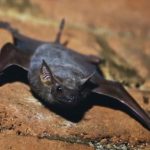 خفاش تعرف على حياة الخفاش وأنوعها صور ميكس 31