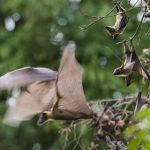 خفاش تعرف على حياة الخفاش وأنوعها صور ميكس 32