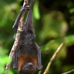 خفاش تعرف على حياة الخفاش وأنوعها صور ميكس 41