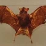 خفاش تعرف على حياة الخفاش وأنوعها صور ميكس 9