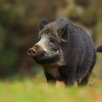 خنزير تعرف على أنواع الخنازير وحياتها صور ميكس 10