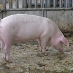 خنزير تعرف على أنواع الخنازير وحياتها صور ميكس 2