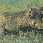 خنزير تعرف على أنواع الخنازير وحياتها صور ميكس 22
