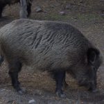 خنزير تعرف على أنواع الخنازير وحياتها صور ميكس 28