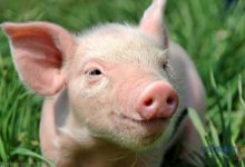 خنزير تعرف على أنواع الخنازير وحياتها صور ميكس 32