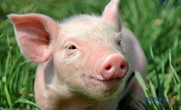 خنزير تعرف على أنواع الخنازير وحياتها صور ميكس 32