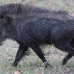 خنزير تعرف على أنواع الخنازير وحياتها صور ميكس 33