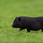 خنزير تعرف على أنواع الخنازير وحياتها صور ميكس 35