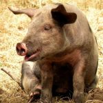 خنزير تعرف على أنواع الخنازير وحياتها صور ميكس 38