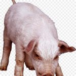 خنزير تعرف على أنواع الخنازير وحياتها صور ميكس 6