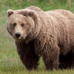 دب 2019 معلومات كاملة عن الدب صور ميكس 1