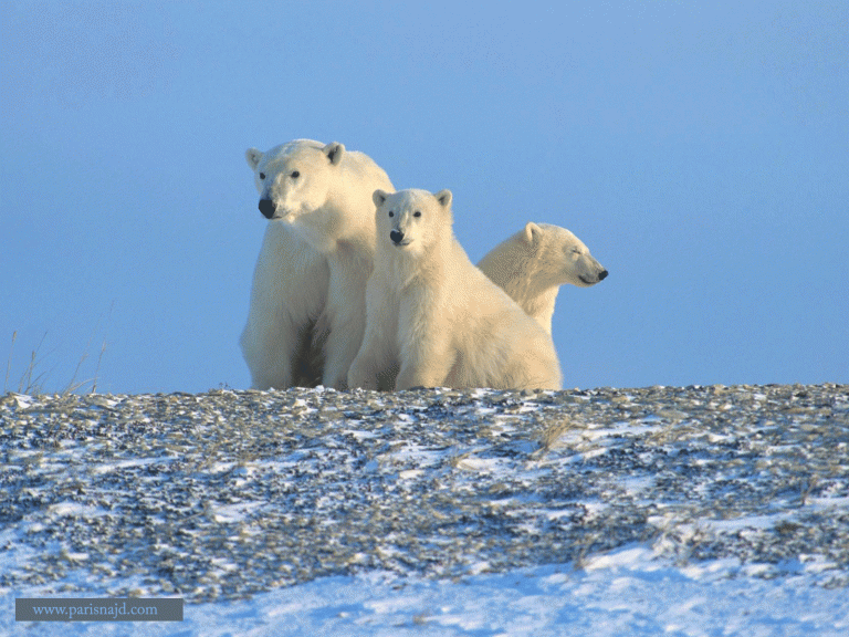 دب 2019 معلومات كاملة عن الدب صور ميكس 1