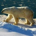 دب 2019 معلومات كاملة عن الدب صور ميكس 15