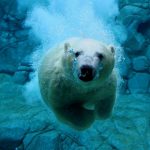 دب 2019 معلومات كاملة عن الدب صور ميكس 17