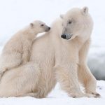 دب 2019 معلومات كاملة عن الدب صور ميكس 18