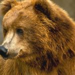 دب 2019 معلومات كاملة عن الدب صور ميكس 22