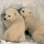 دب 2019 معلومات كاملة عن الدب صور ميكس 25