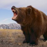 دب 2019 معلومات كاملة عن الدب صور ميكس 33