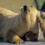 دب 2019 معلومات كاملة عن الدب صور ميكس 34