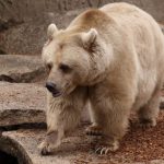 دب 2019 معلومات كاملة عن الدب صور ميكس 41