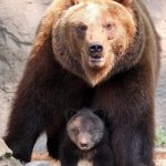 دب 2019 معلومات كاملة عن الدب صور ميكس 42