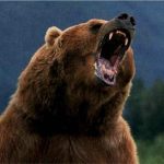 دب 2019 معلومات كاملة عن الدب صور ميكس 5