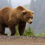 دب 2019 معلومات كاملة عن الدب صور ميكس 6