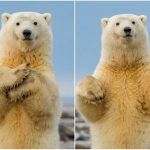 دب 2019 معلومات كاملة عن الدب صور ميكس 8
