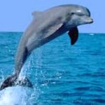 دلفين تعرف على حياة وأنواع الدلفين صور ميكس 1