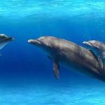 دلفين تعرف على حياة وأنواع الدلفين صور ميكس 15