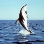 دلفين تعرف على حياة وأنواع الدلفين صور ميكس 26