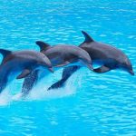 دلفين تعرف على حياة وأنواع الدلفين صور ميكس 3
