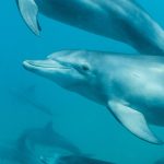 دلفين تعرف على حياة وأنواع الدلفين صور ميكس 30