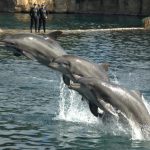 دلفين تعرف على حياة وأنواع الدلفين صور ميكس 31
