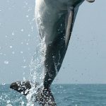 دلفين تعرف على حياة وأنواع الدلفين صور ميكس 33