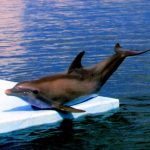 دلفين تعرف على حياة وأنواع الدلفين صور ميكس 34