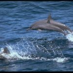 دلفين تعرف على حياة وأنواع الدلفين صور ميكس 36